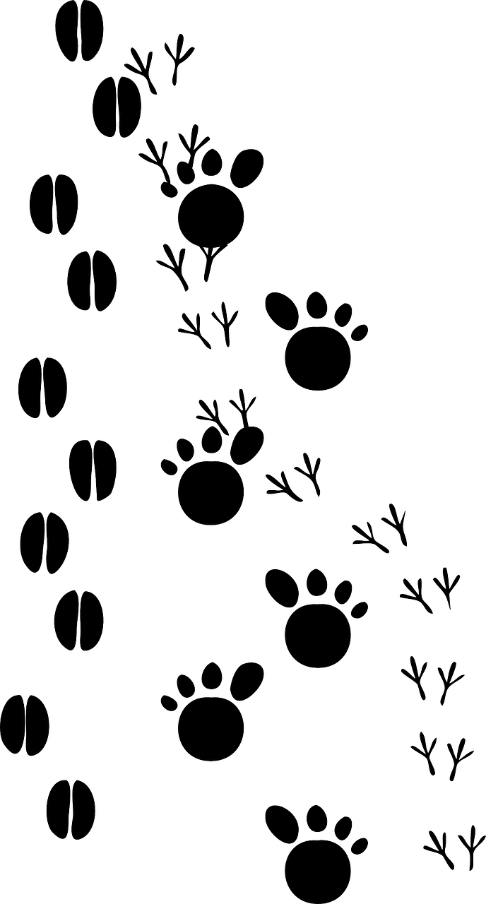 Animal Prints Clip Art At Clker - Animal Footprints Clip Art (318x591), Png Download