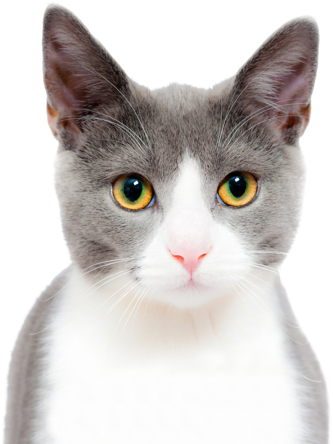 Cat Cute Png Image - Journal: Volume 37 (journals To Write (2160x2016), Png Download