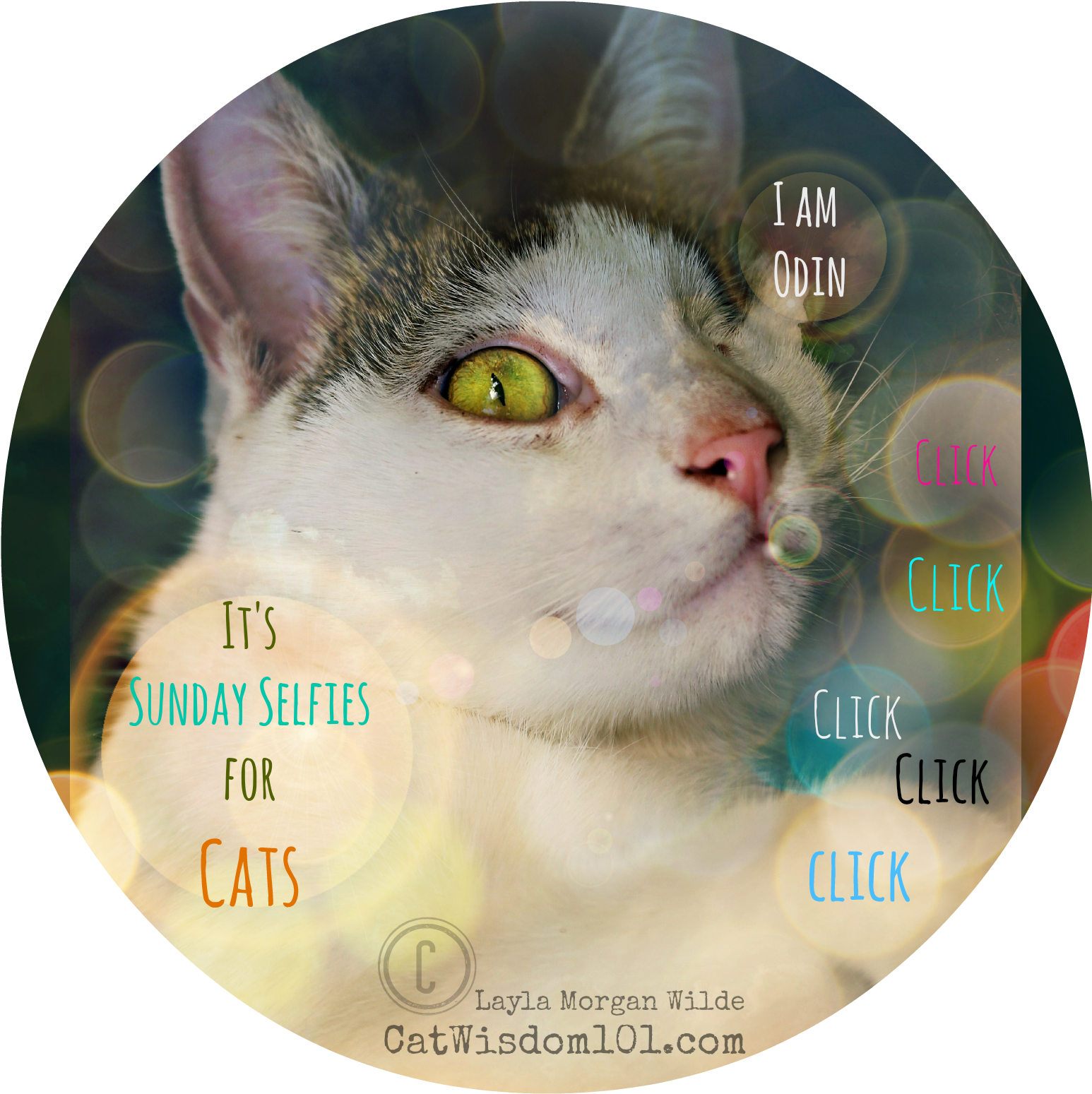 Cat's Six Senses - Cat (1547x1563), Png Download