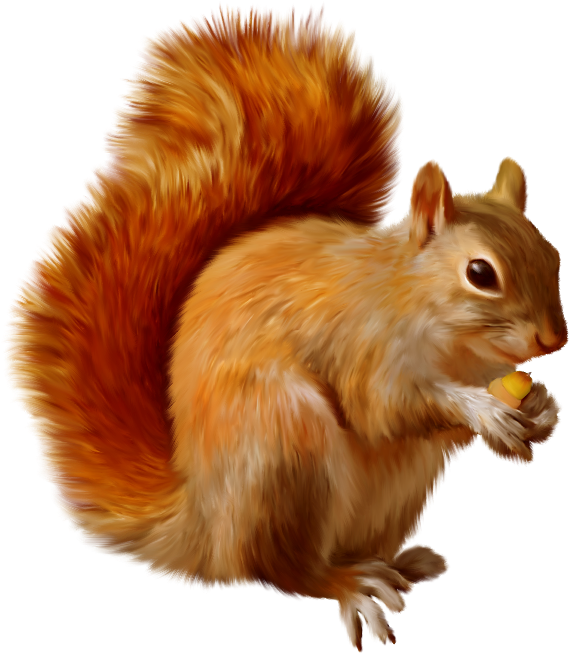 Squirrel Png (600x674), Png Download