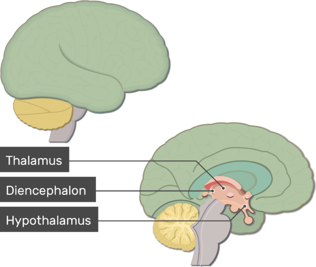 Brain (651x550), Png Download