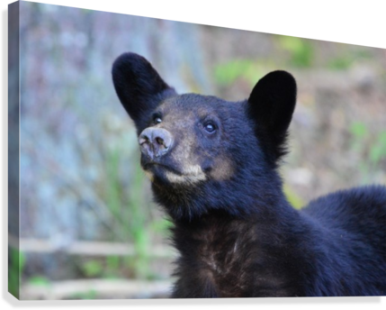 2383-bear Face Canvas Print - Fisher (429x344), Png Download