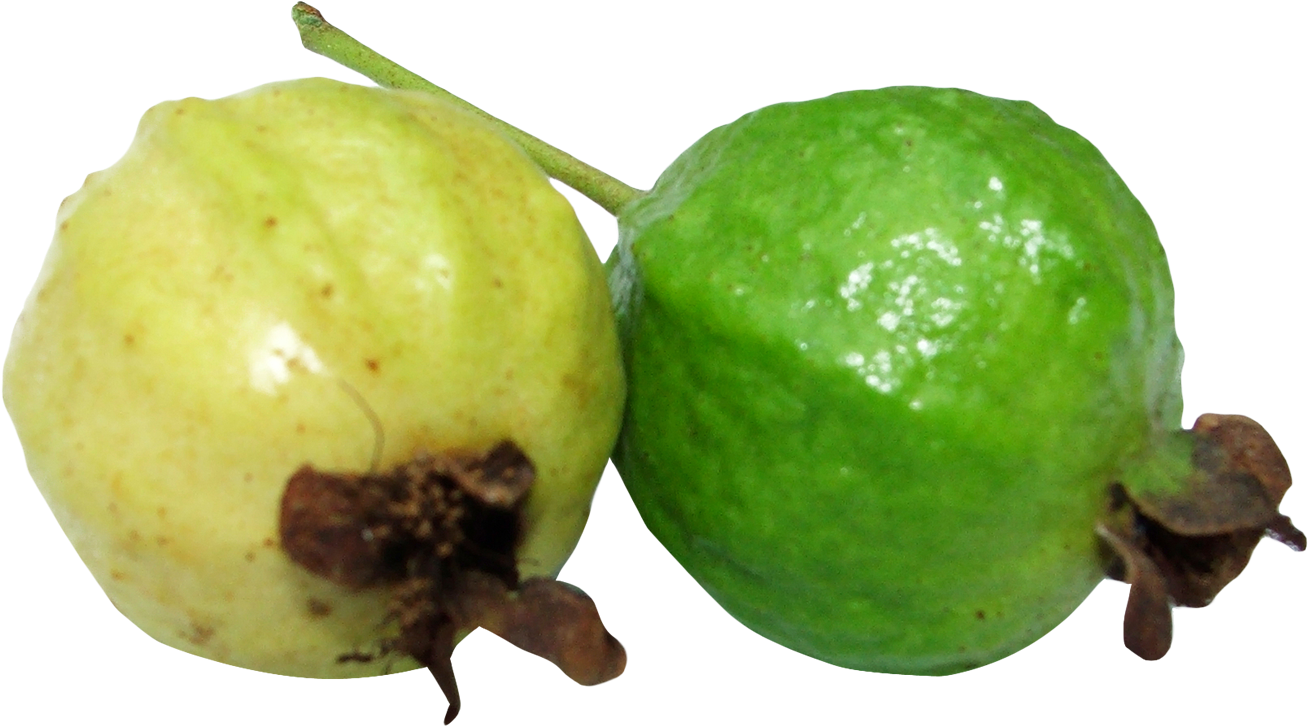 Guava Png (1408x835), Png Download