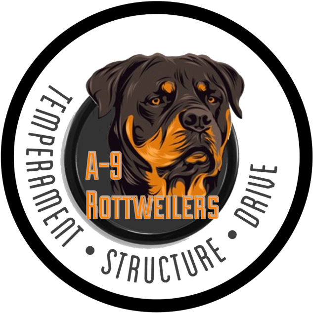 Rottweiler (1080x1441), Png Download