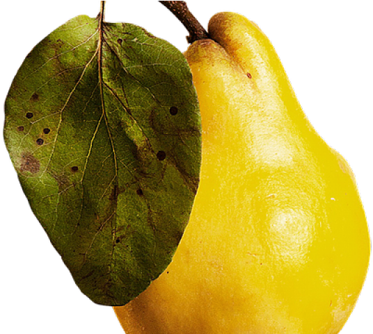 Guava Png Transparent Images - Fruit (640x480), Png Download