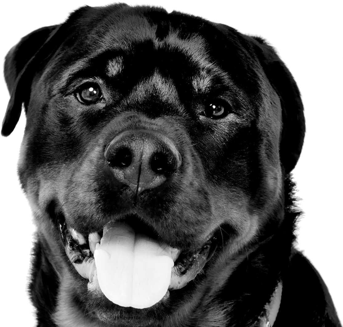 Border02 Personal3 - Manga T-shirt (1146x1068), Png Download