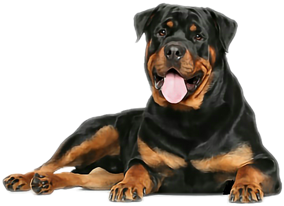Rottweiler. Rottweiler Complete Owners Manual. Rottweiler (1024x1024), Png Download