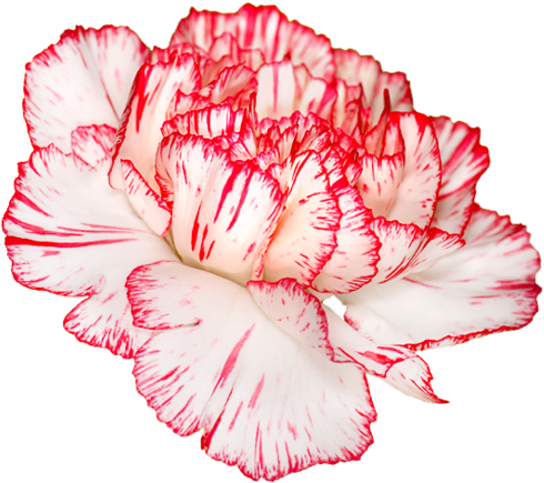 Dianthus Caryophyllus - Carnation Flower Transparent (500x453), Png Download