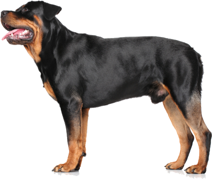 General Appearance - Rottweiler Standing On White Background (564x400), Png Download