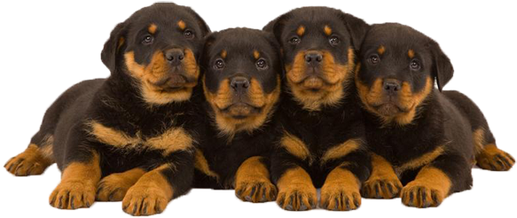 O Rottweiler É Um Cão Doméstico De Grande Porte - Rottweiler Dogs Puppies Hd (600x311), Png Download
