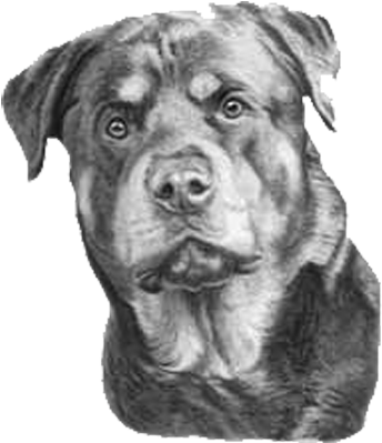 Contact Us Clip Free Library - Rottweiler Drawing Black And White (382x444), Png Download