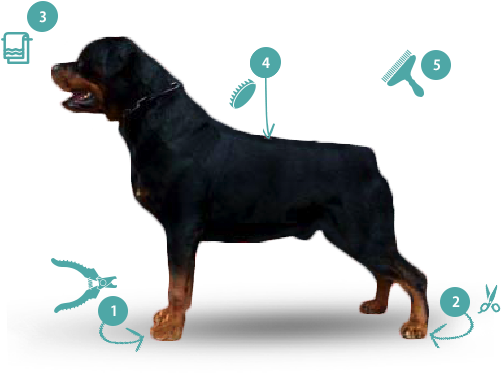Trim Nails And Grind As Short As Possible - Rottweiler (563x448), Png Download