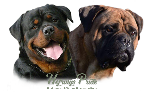 Image Of A Rottweiler And A Bullmastiff - Dog Yawns (614x384), Png Download
