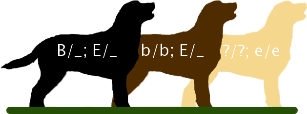 Labretcolors - Labrador Retriever Genetics (665x234), Png Download