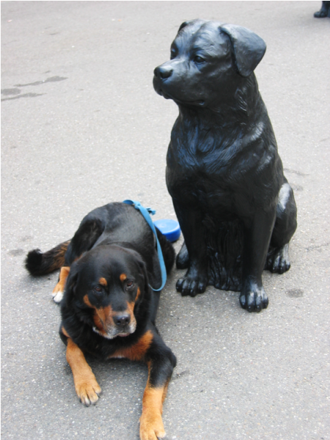 5 Von - Rottweiler (960x640), Png Download