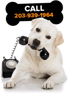 Rottweiler Puppy For Sale In Ct Buy A Cute Puppy In - Animals Talking On The Phone (301x414), Png Download