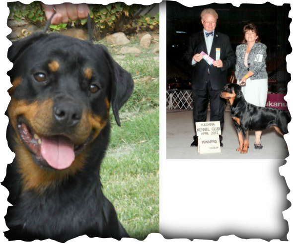 Orange Blossom Special - Reseda High School (590x492), Png Download