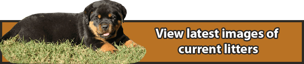 Viewcurrentlitters - Climate Change (975x207), Png Download