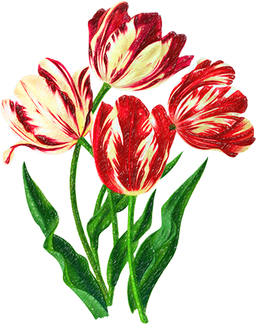 Rote Tulpe-kalligraphie Mousepads (504x504), Png Download