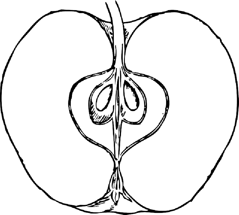 Apple Logo Outline - Inside Of An Apple Drawing (800x722), Png Download