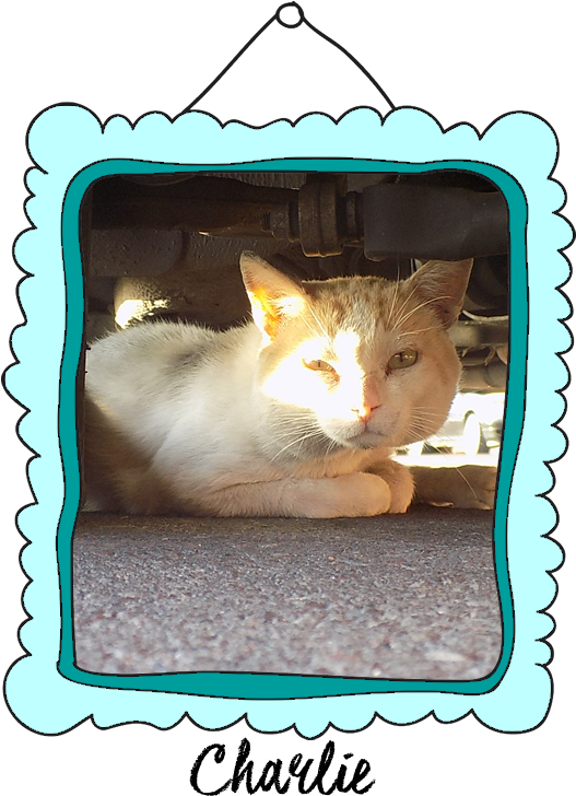 Bono Crossed The Rainbow Bridge On February 26, - Domestic Short-haired Cat (526x753), Png Download