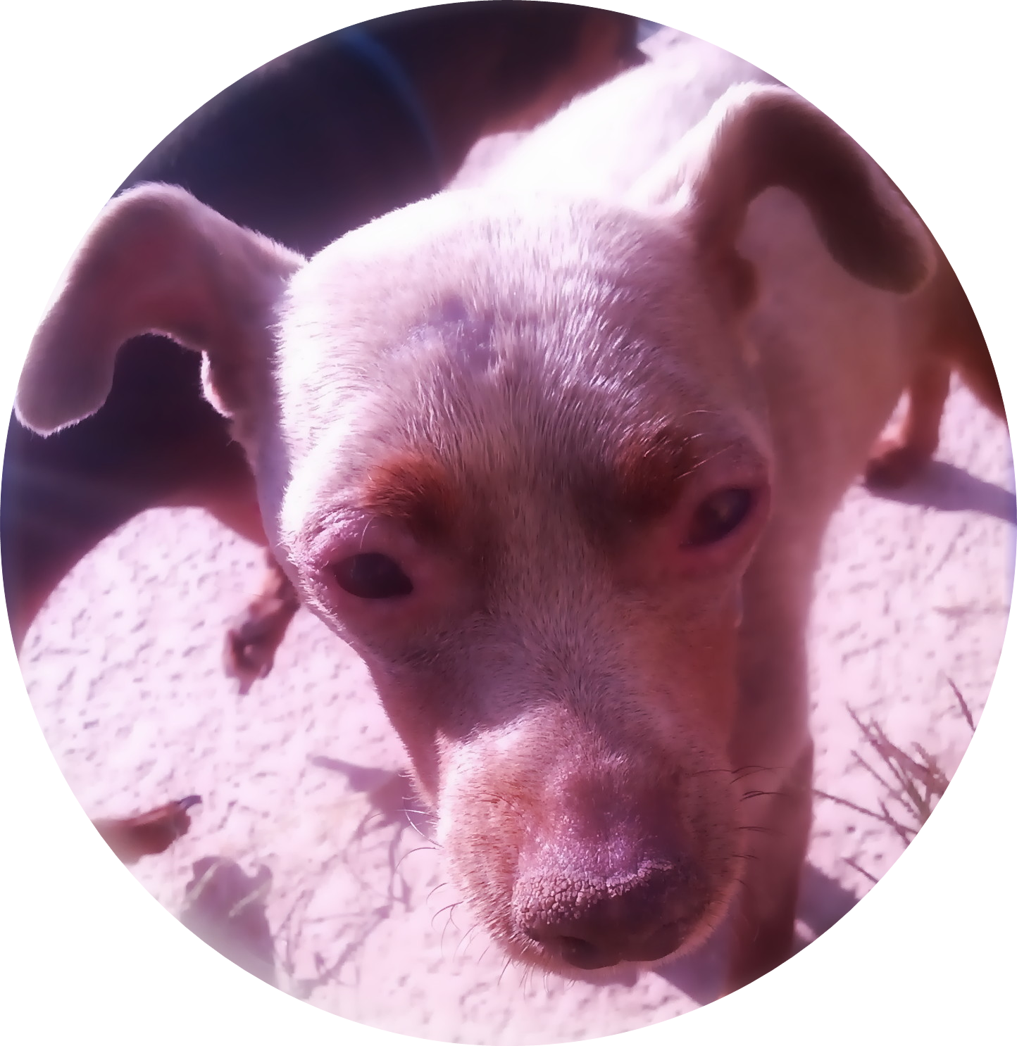 Stories Food And Recipes Online Forms Partner Links - Companion Dog (1444x1486), Png Download