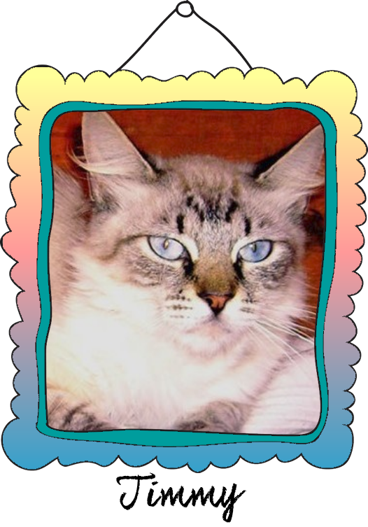 Timmy Crossed The Rainbow Bridge On September 6, - Domestic Short-haired Cat (526x753), Png Download