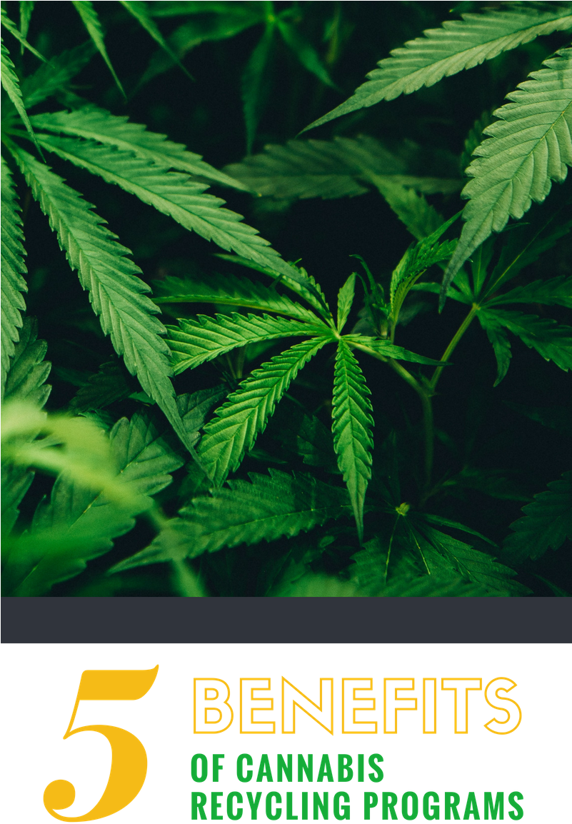 5 Benefits Of Cannabis Recycling Programs - Cannabis (800x1200), Png Download