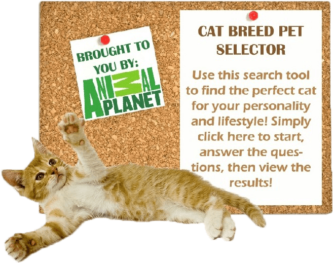 Cat Breed Selector - Animal Planet (770x532), Png Download