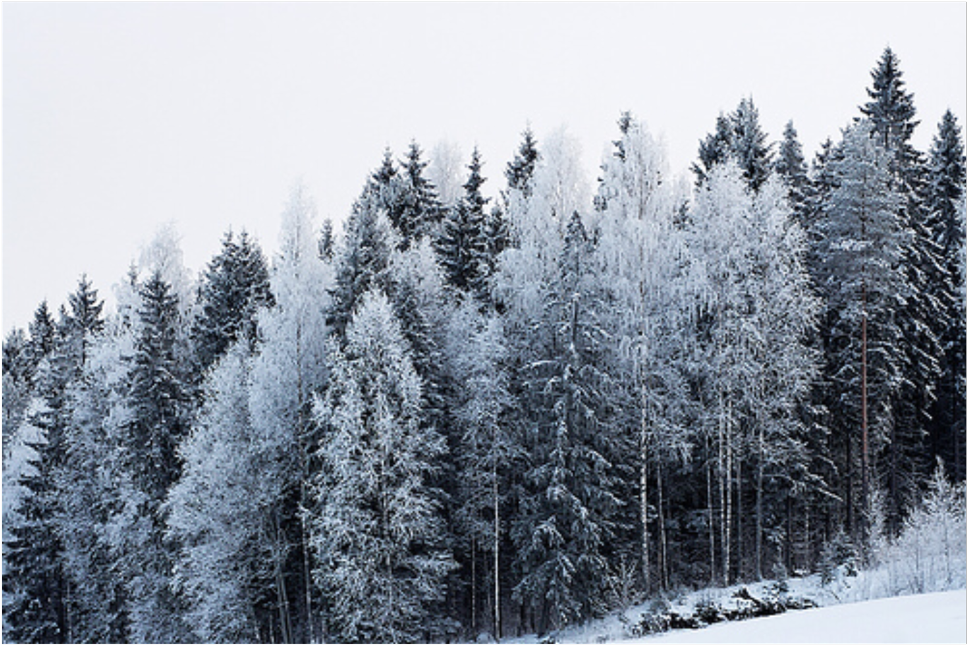 Ftestickers Forest Snow Freetoedit - Snow Trees (1024x1024), Png Download