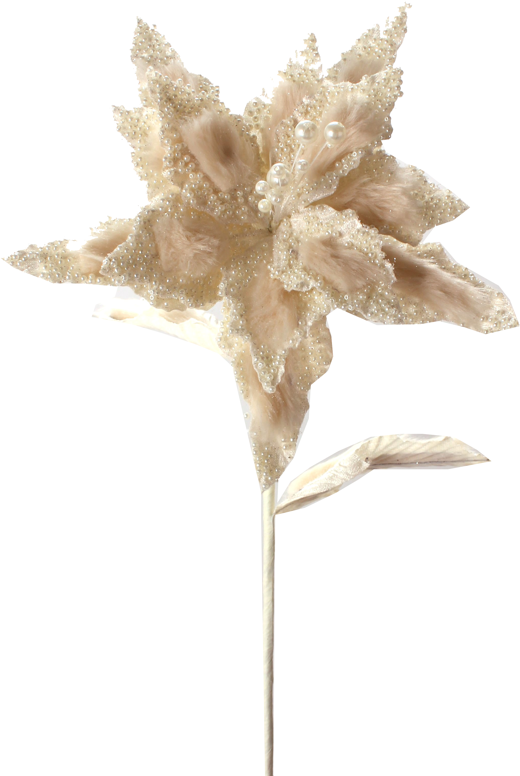 Cream Poinsettia Adorned With Jewels - Poinsettia (2488x3186), Png Download