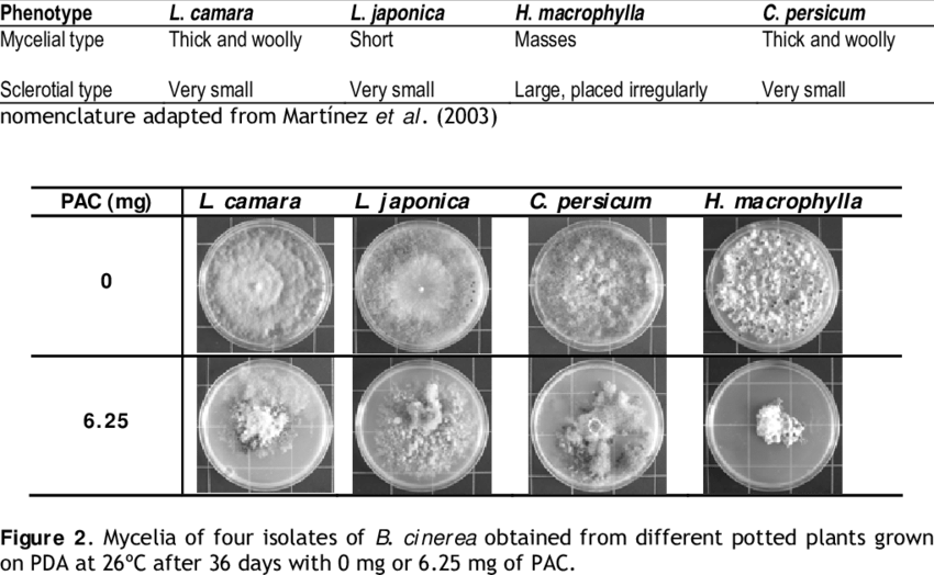 Phenotypic Classification Of B - Circle (850x524), Png Download