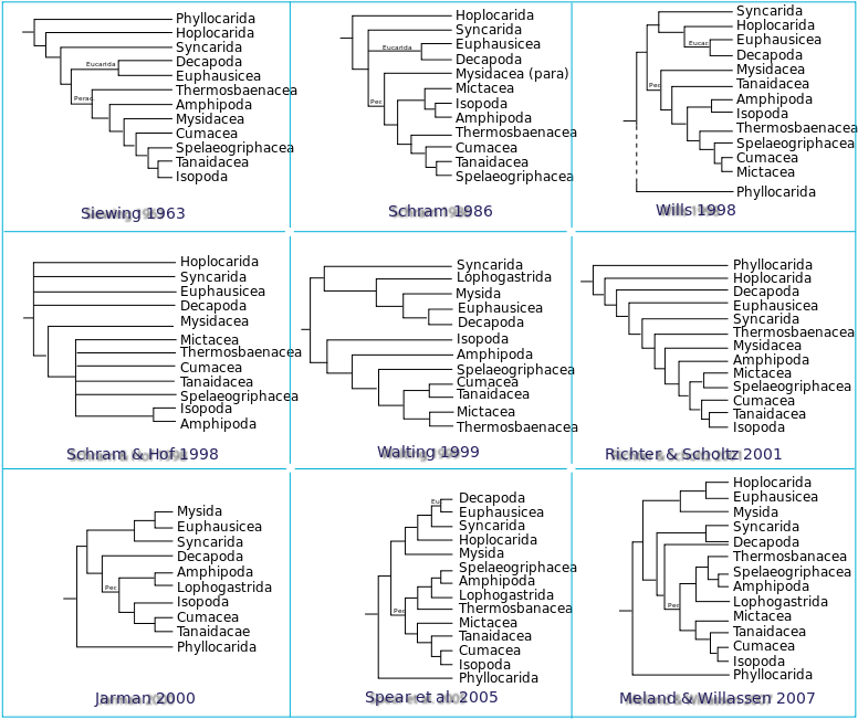 Phylogeny Of Malacostraca - Malacostraca Taxonomy (800x701), Png Download
