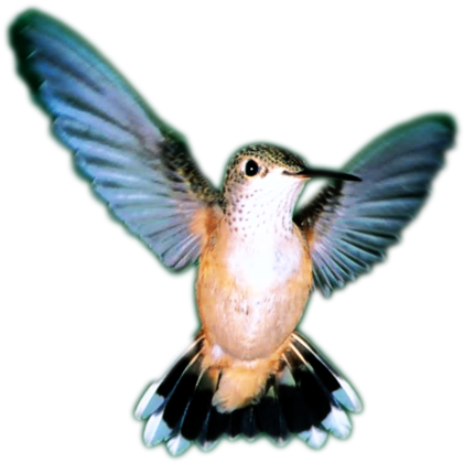 Pájaro (900x675), Png Download