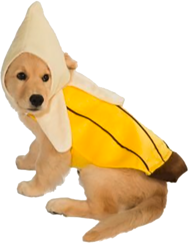 Banana Dog Costume - Golden Retriever Puppy Costume (800x668), Png Download