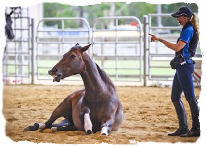 Follow Rumba On Facebook - Horse (694x507), Png Download