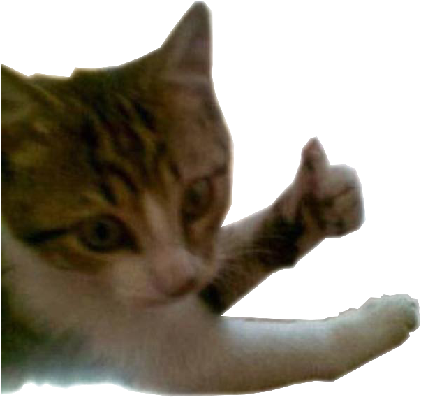 Catineo Gatinho Gato Catineo Felizineo Joinha Png Et - Joinha Png (640x858), Png Download