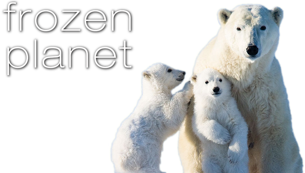 Frozen Planet Image - Polar Bears Right Or Left Handed (1000x562), Png Download