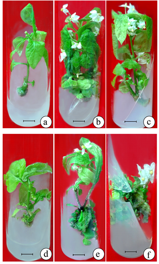 In Vitro Flowering From Axillary Bud And Leaf Explants - Vitro Flowering Of Brassica (903x541), Png Download