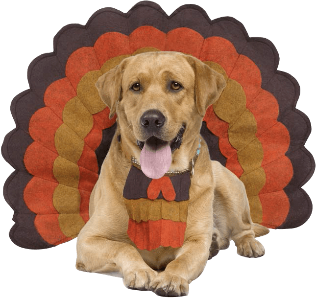 “just Because I'm In This Adorable Costume Doesn't - Dog Doors | Silver | Size Xlarge | Orvis (690x640), Png Download