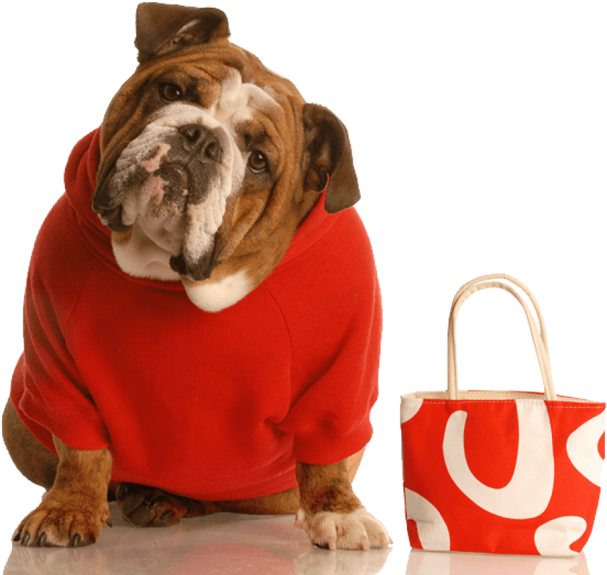 Wrinkles Wrinkly Dog - Cute Dog And Cat (600x542), Png Download