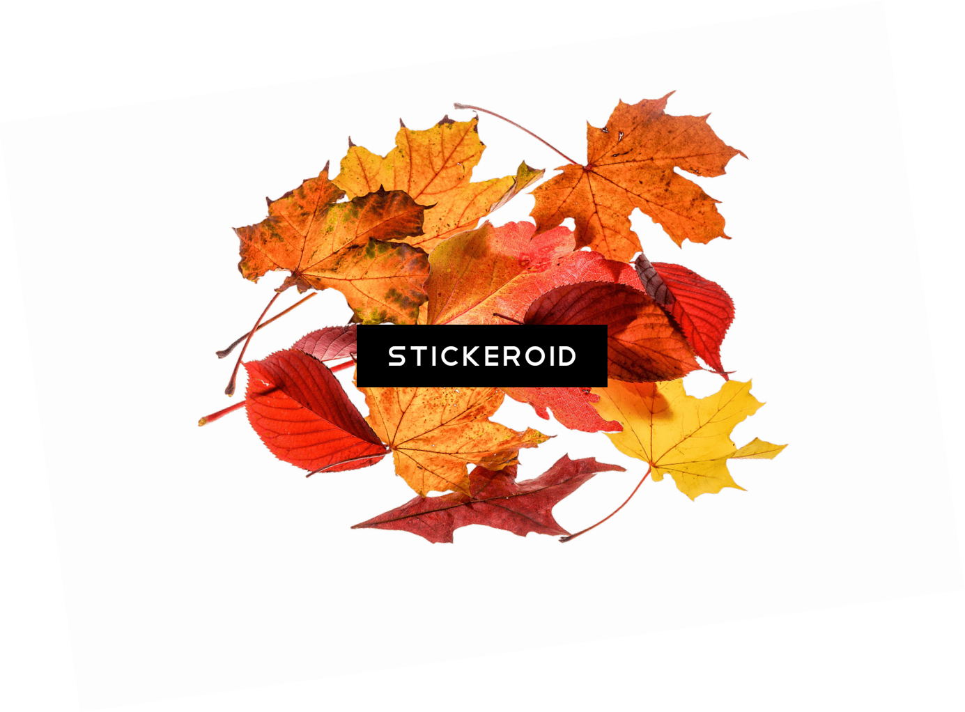 Autumn Leaves Collection - Leaf (1385x1022), Png Download
