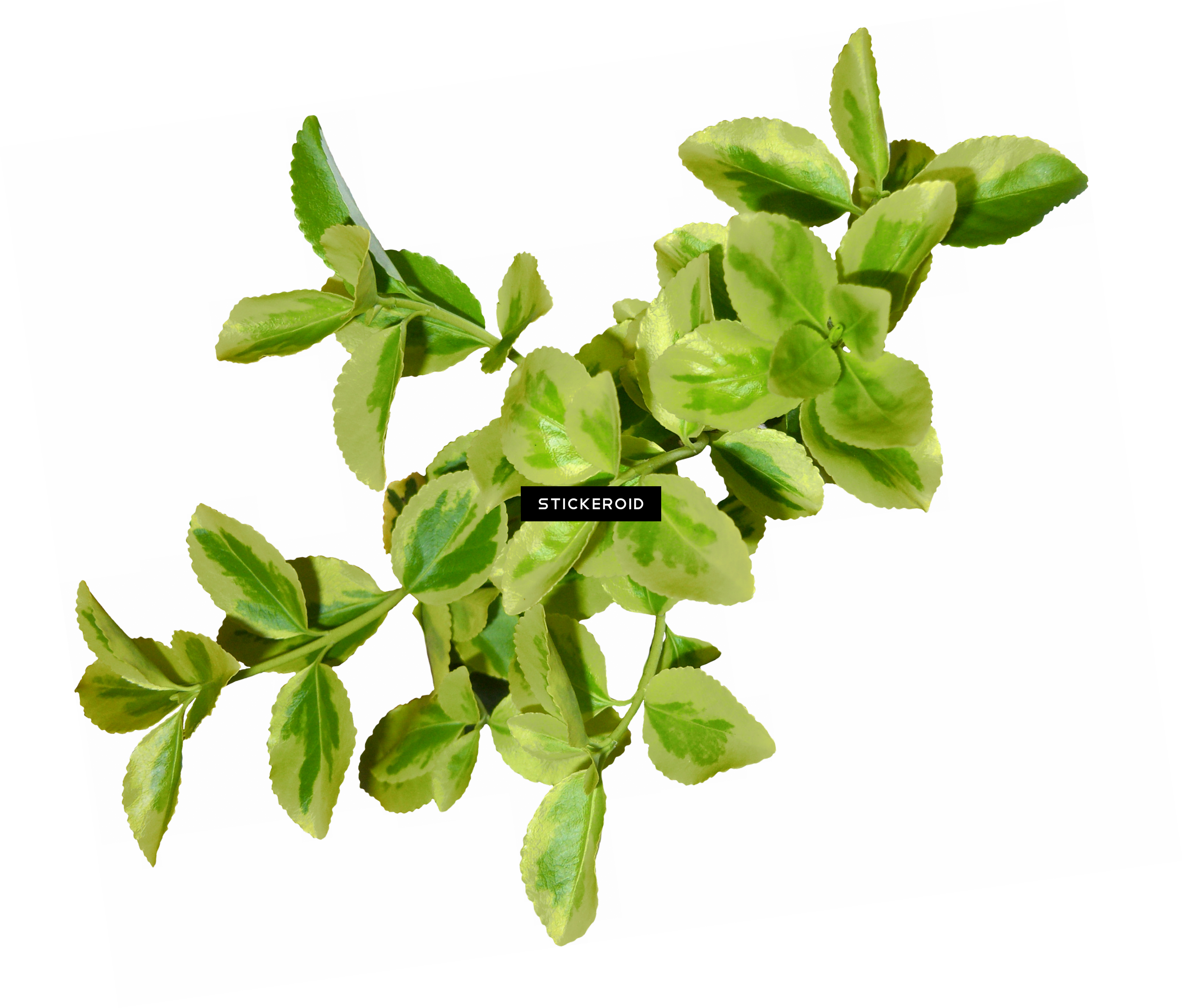 Red Autumn Leaf Leaves - Portable Network Graphics (3030x2585), Png Download