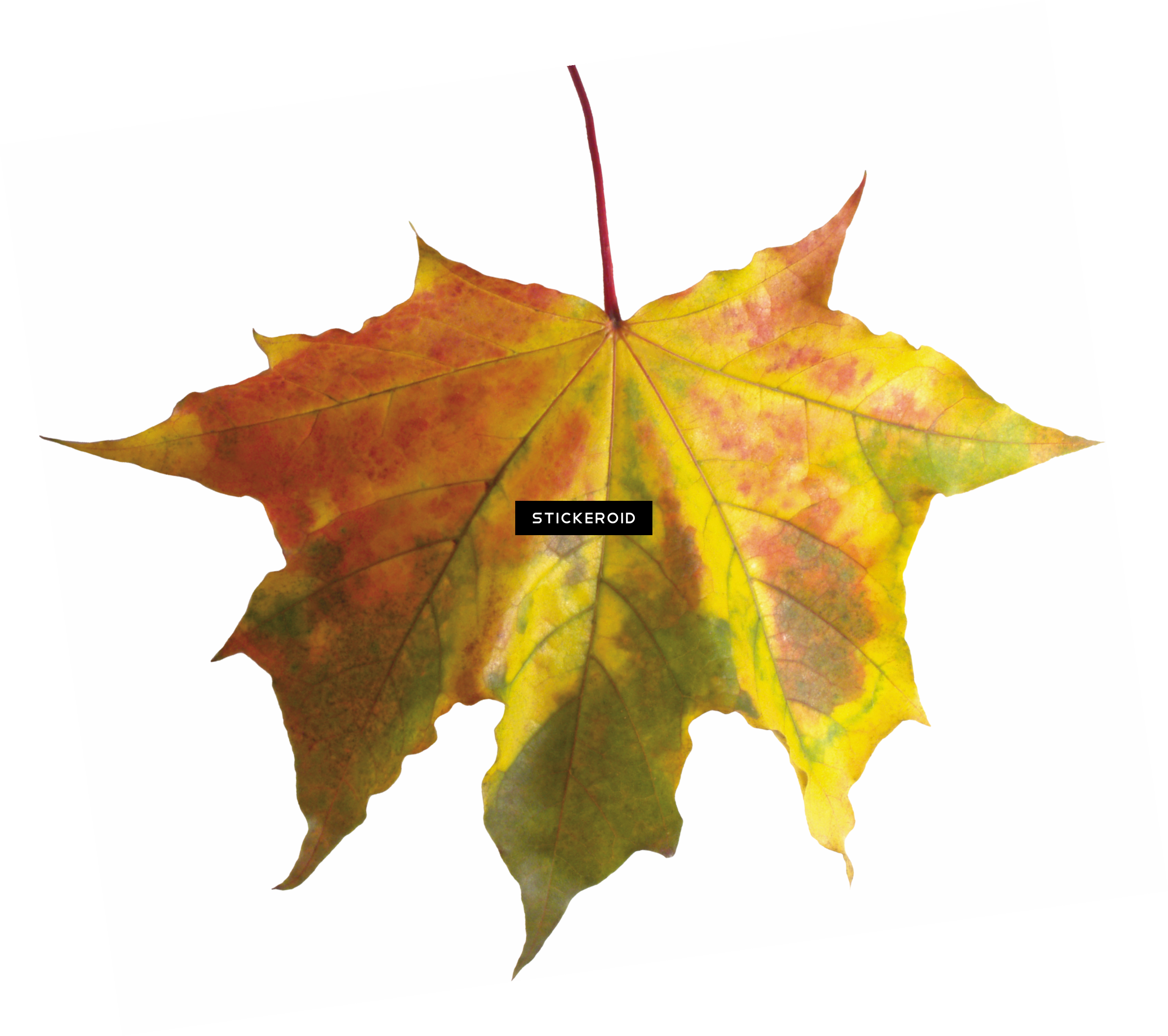 Red Autumn Leaf Leaves - Fall Leaf Transparent Background (3065x2718), Png Download