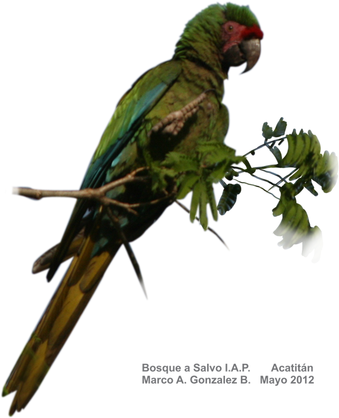 Ara Militaris, Ambas, Guacamaya Verde - Pinterest (768x894), Png Download
