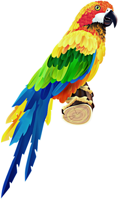 Parrot Psd (480x818), Png Download