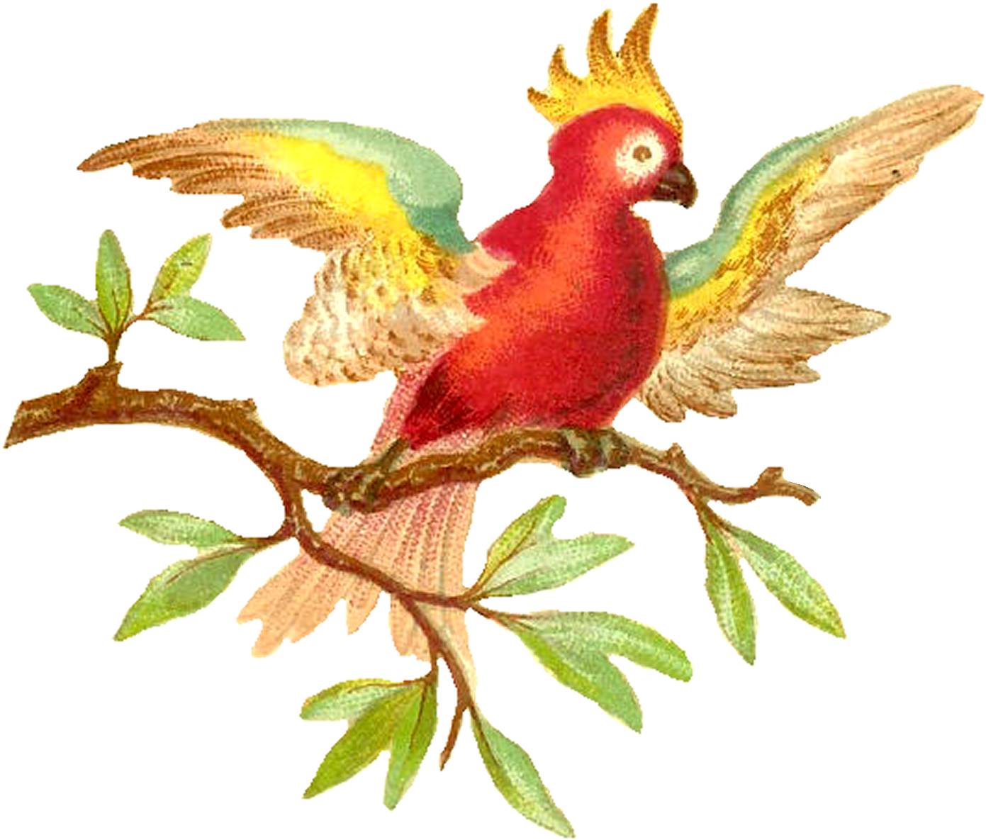 Antique Images Colorful Digital Clip Art Download - Parrot (1500x1283), Png Download