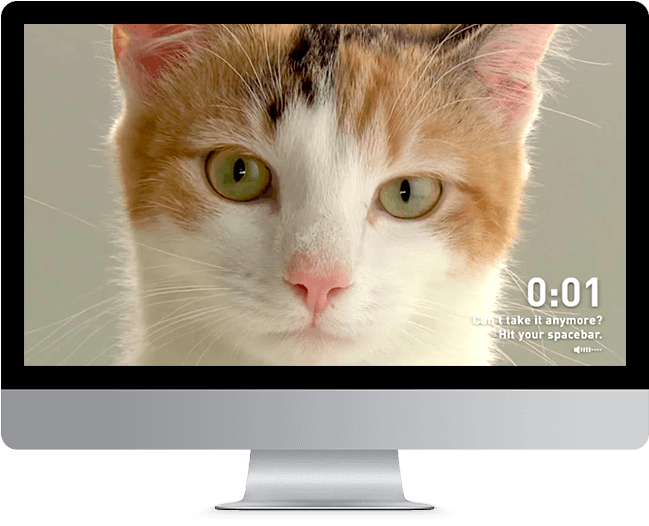 The Iams Cat Stare-off - Domestic Short-haired Cat (940x550), Png Download