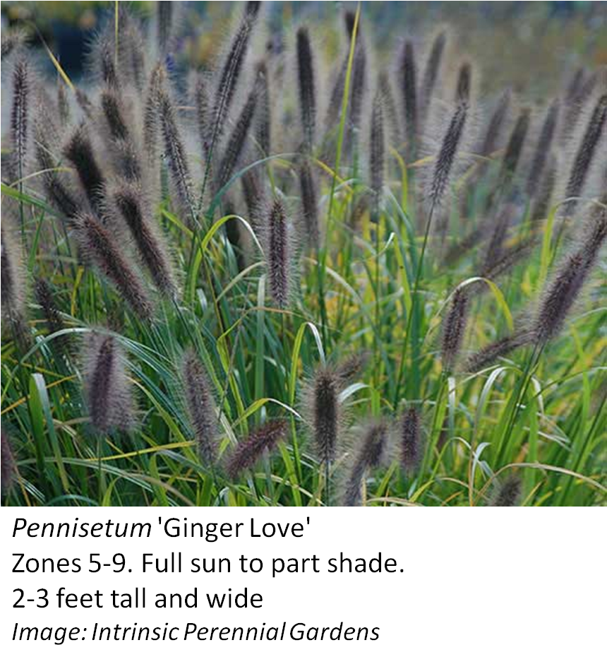 Image Result For Pennisetum Varieties Grasses, Herbs - Pennisetum Ginger Love (871x927), Png Download