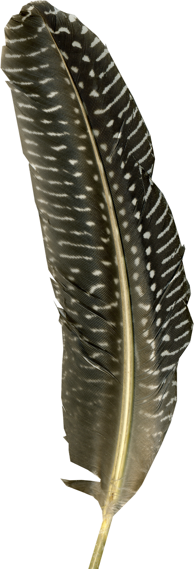 Turkey Feather Png Stock - Indias Environmental History-a Reader (768x2048), Png Download